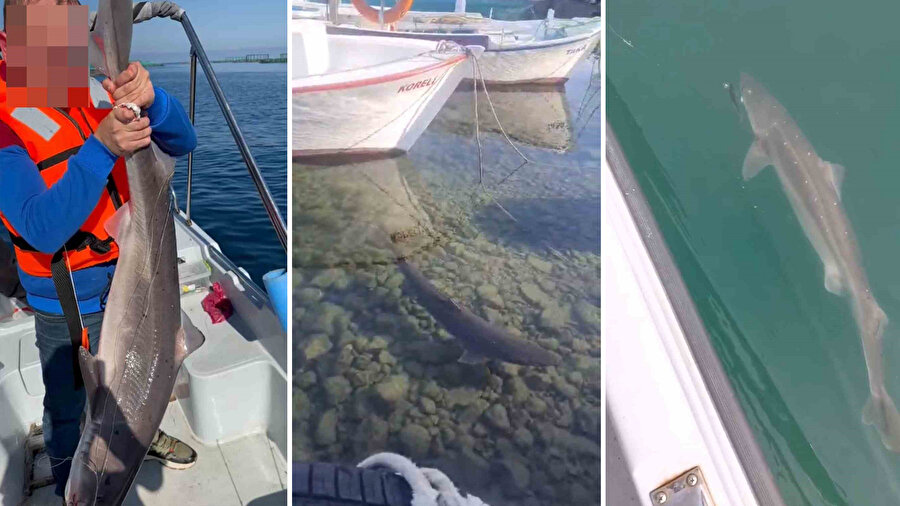 Bu kadarı nereden geldi? Köpekbalığı artışı şehri ayağa kaldırdı