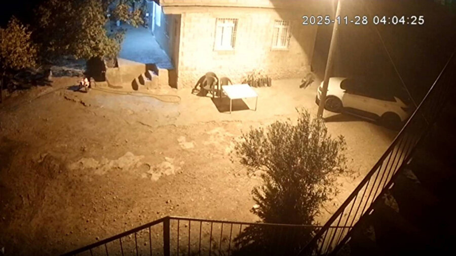 Şanlıurfa’da sırtlanlar tavuk kümesine girdi.