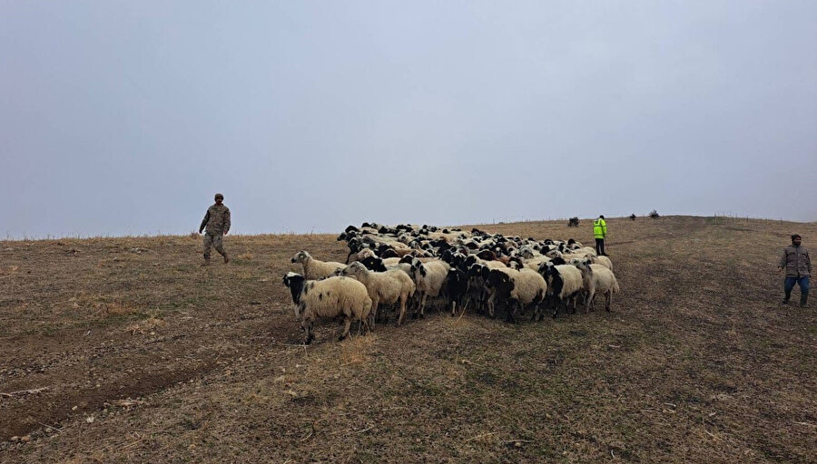 ​200 küçükbaş hayvan kayboldu: Jandarma devreye girdi