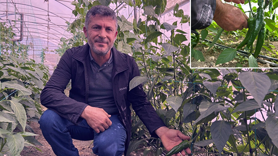 Faydası saymakla bitmiyor: 'En acı biber' için hasat zamanı! Uzmanı hamile ve çocukları uyarıyor