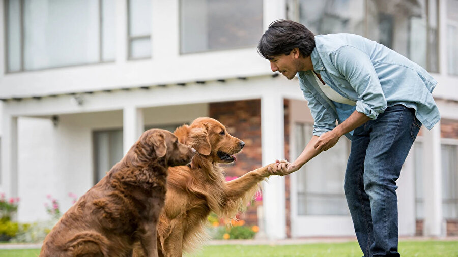 Araştırma açığa çıkardı: Köpeklerdeki sosyal davranışlar insan psikolojisini de anlatıyor!