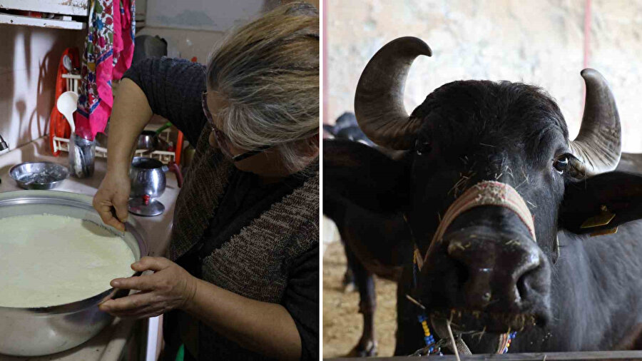 ​Bozdoğan’da altınla yarışan lezzet rekor fiyata çıktı