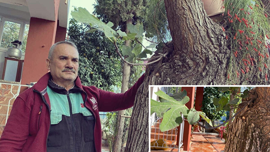 Doğanın mucizesi: Nedenini çözemiyorlar! Dut ağacının gövdesinden incir yetişiyor...