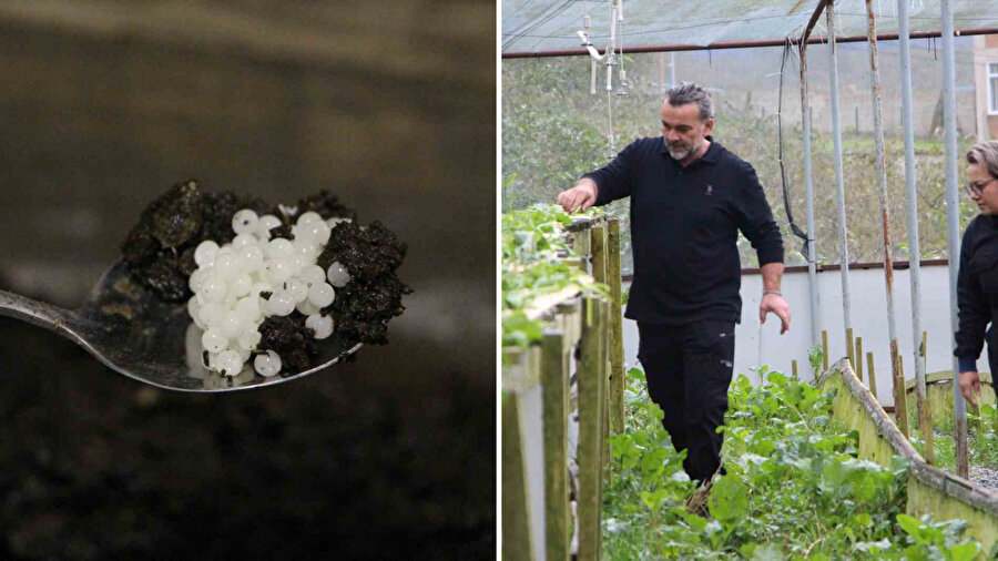 ​Kabuğundan salyasına kadar her parçası para ediyor