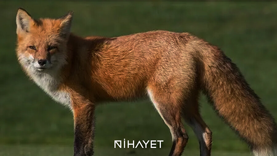 Tilkiyi besleyen aile