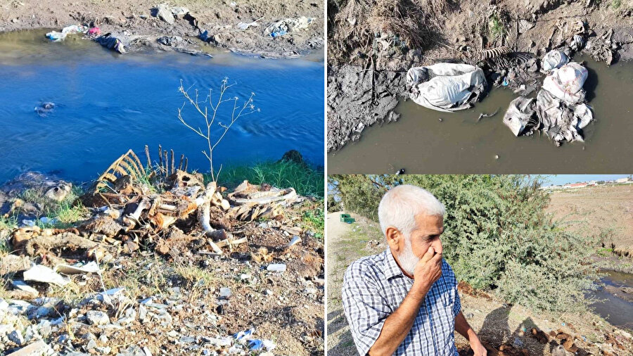 Adana’da dere yatağına yine at ve eşek kalıntıları atıldı.