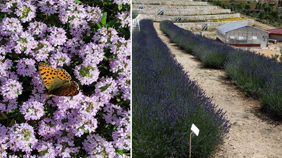 Eskişehir'de doğanın eczanesi kuruldu: İlaç, kozmetik ve gıdaya kaynak olacak genetik miras koruma altında