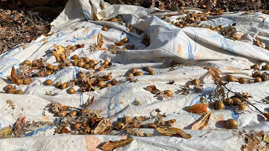 30 yıl önce aşıladı: Bugün pazarda 150 TL’ye satılıyor | Dağın ortasında şifa kaynağı