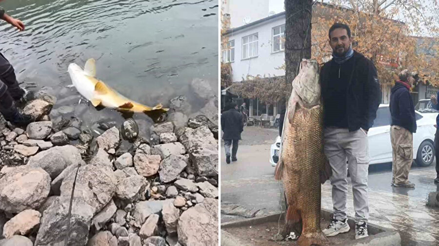 Amatör balıkçılar, Murat Nehri'nde 60 kiloluk dev turna balığı yakaladı​