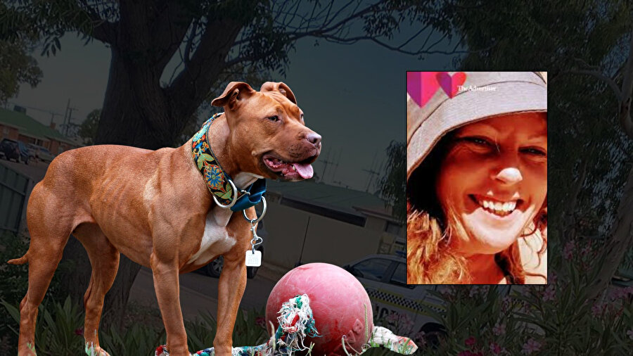 Komşular uyardı, yetkililer sessiz kaldı: Pitbull, sahibini parçaladı!