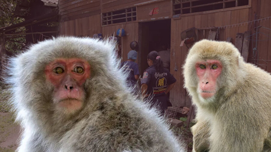 Saldırgan maymun mahalleyi birbirine kattı! Evine girdiği adamı parçaladı