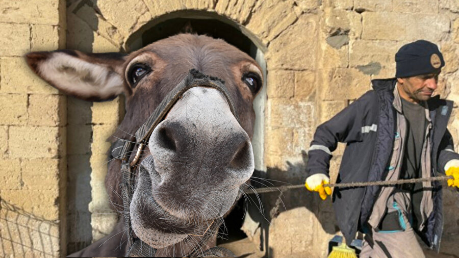 Her sabah 04.00’te işe başlıyorlardı: Mardin’in simgesi haline gelen “işçi eşekler” emekli oluyor
