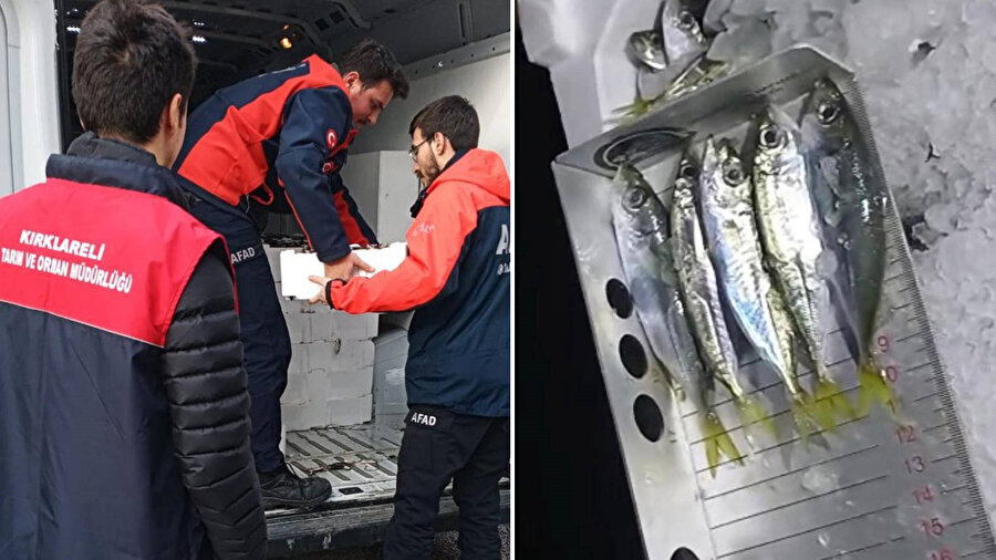 Kırklareli'de el konulan 3 ton istavrit ihtiyaç sahiplerine dağıtılacak.