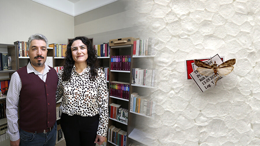 Bilim insanından kendine has romantik jest: Keşfettiği yeni böcek türüne eşinin ismini verdi