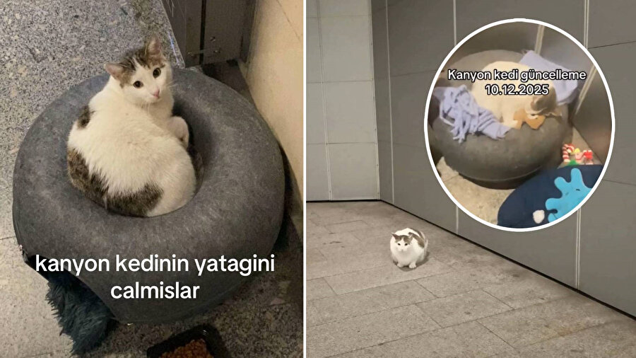 Kanyon kedinin son hali görüntülendi.