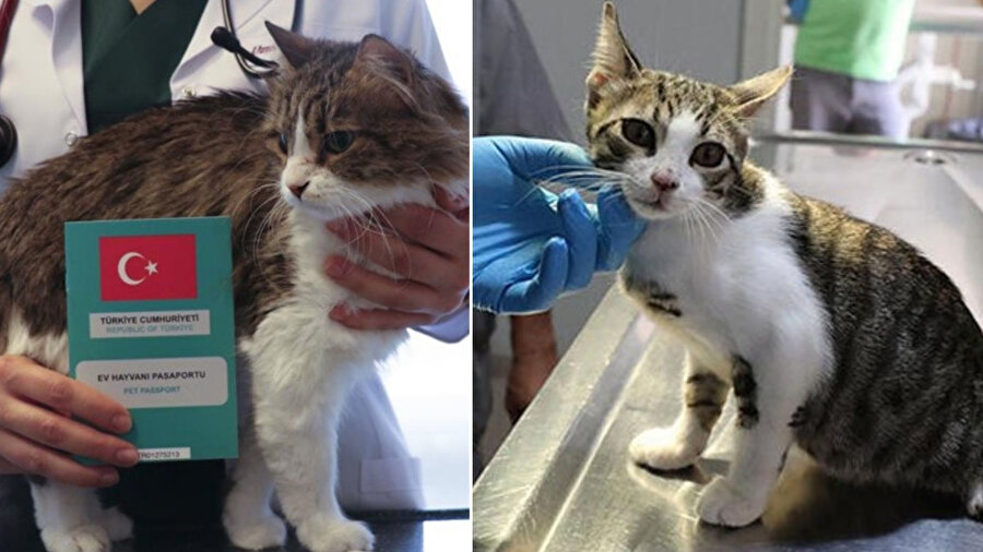 Evcil hayvan sahipleri dikkat: Mikroçip zorunluluğunda son günler! Taktırmayana ceza yağacak