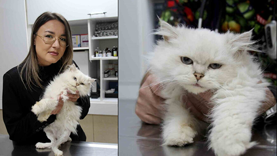 Veterinerler hayrete düştü: Sokakta bulunan kedide dünyada görülmemiş anomaliye rastlandı!