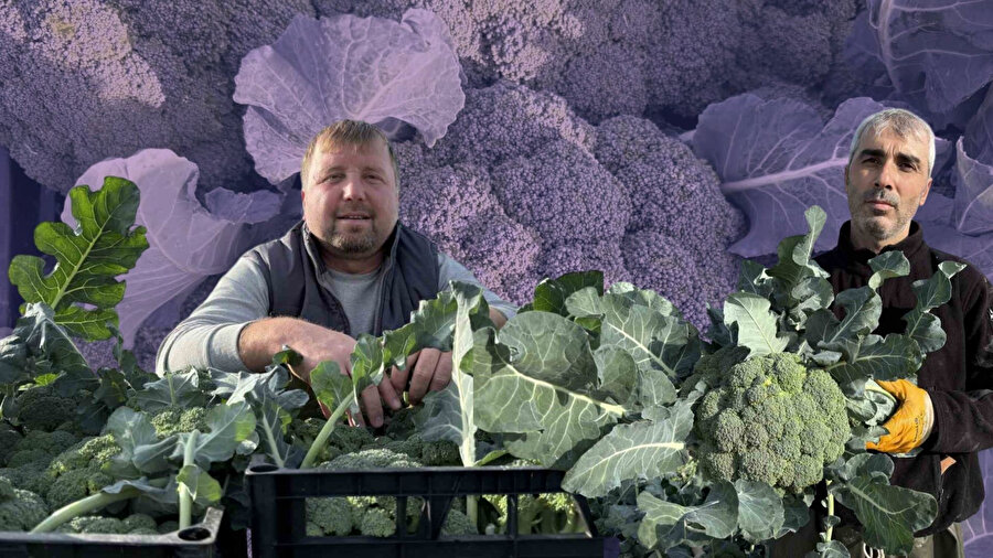 Ege'nin verimli topraklarında 'yeşil altın' hasadı: Tarlada 10 TL, pazarda 50 TL!