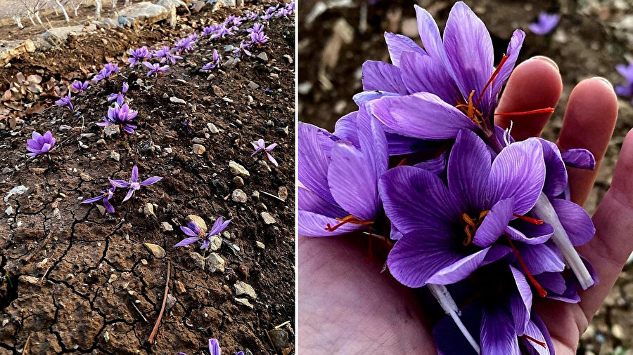 Fıstıkçılığa rakip geliyor: Dünyanın en pahalı baharatı safran, Siirt toprağına uyum sağladı!