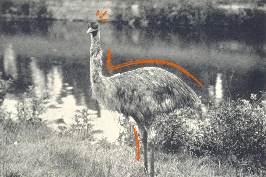 Emu kuşu