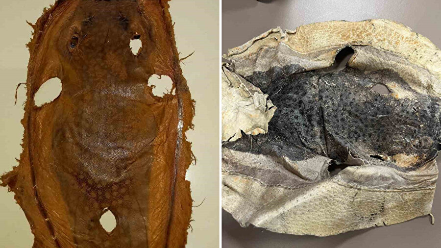 Balon balığı projesi izinsiz kullanıldı