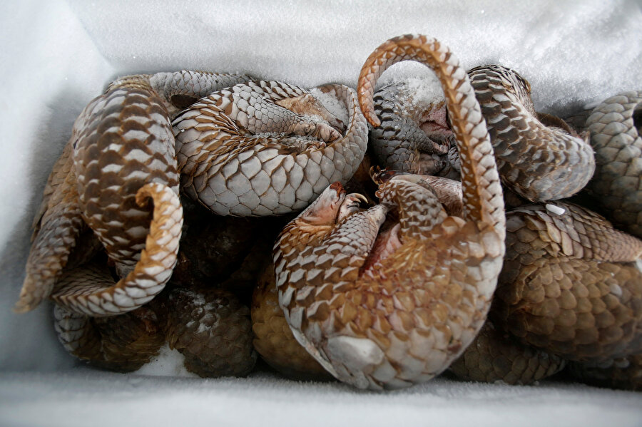 Vahşi yaşam merkezindeki dondurulmuş pangolinler.