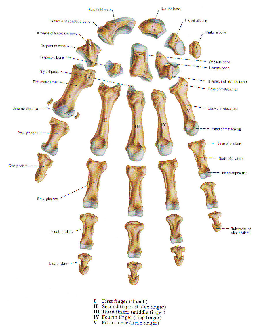 En çok kemik
Her elde 27 ve ayakta 26 tane kemik bulunmaktadır.