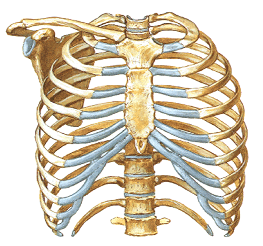 Yılda 10 milyon defa genişler
Göğüs omurları toplam 12 omurdan oluşur. Ve göğüs kafeslerimiz yıl boyunca yaklaşık 10 milyon defa genişler