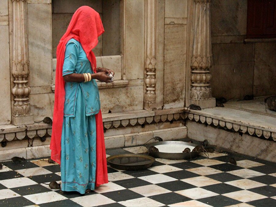 Karni Mata
Hindistan'ın en ilginç geleneklerinden biri de Bikaner'de yaşanıyor. Kentte bulunan Karni Mata tapınağında son 600 yıldır insanlar farelere tapıyor. Hali hazırda ülkede 5 milyon Hintli farelere tapıyor. Bunun sebebi ise tapınakta yaşayan farelerin gelecek yaşamlarında çok önemli dini kişiler olarak doğacaklarına inanılıyor. Onlara ibadet edenlere göre bu ruhların günümüzde fare olmayı tercih etmesi. Tapınakta büyük saygı duyulan farelerin yemek artıklarından yemek ibadet sayılıyor. İlginç olanı ise farelerin pislikleri ve bakteri dolu tapınağa ayakkabı ile girilmesinin yasak olması.