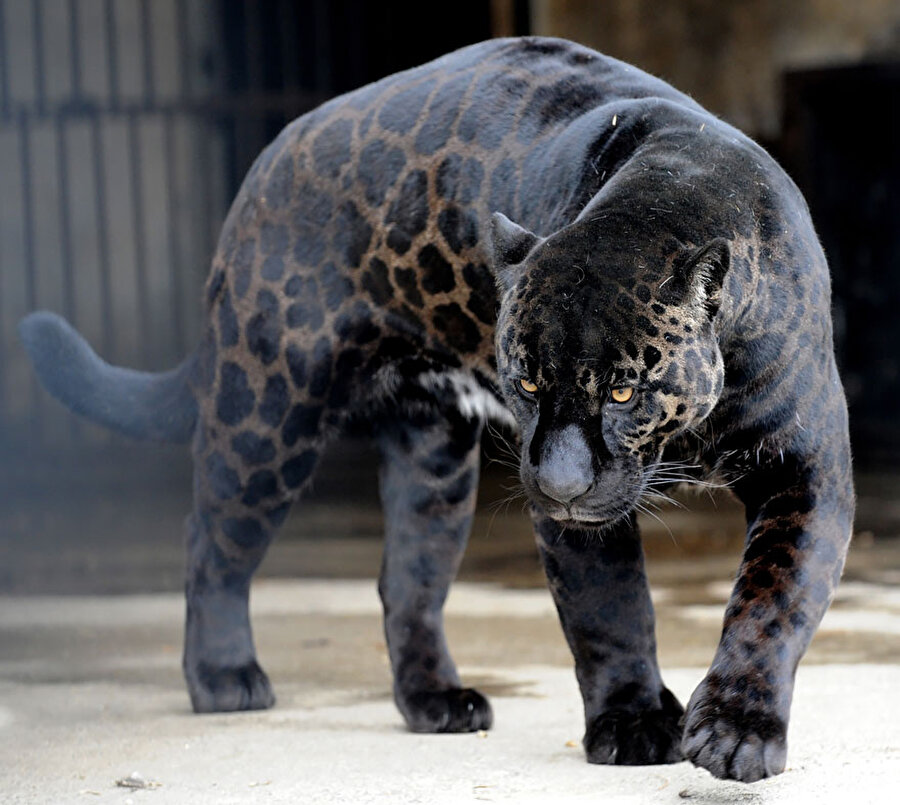 Jaglion: Jaguar ile aslan birleşimi
