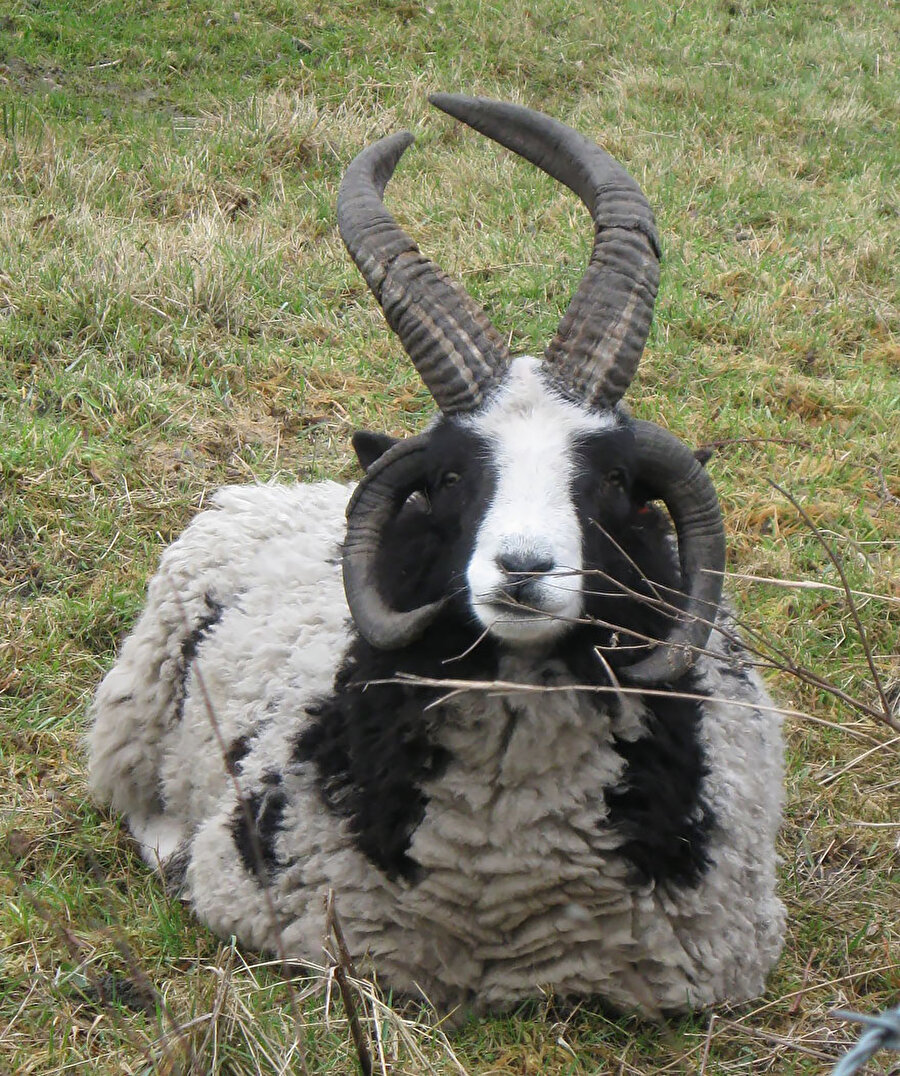 Geep - Keçi ve koyunun birleşimi
