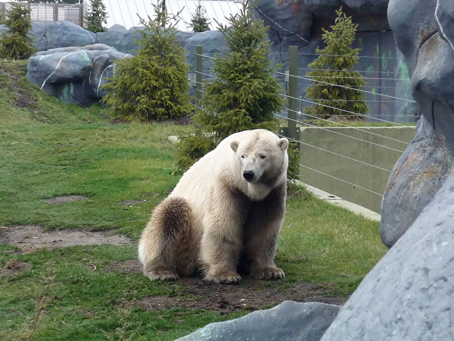Grolar ayı - Polar ayı ve Kahverengi ayı birleşimi
