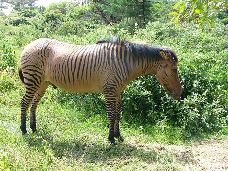 Zebroid - Zebra ve at birleşimi
