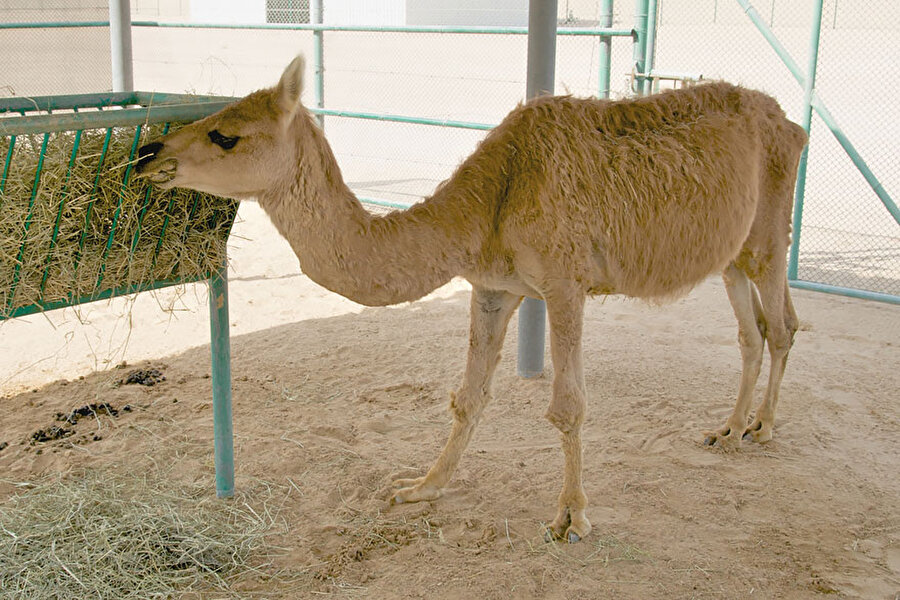 Cama - Lama ile devenin birleşimi
