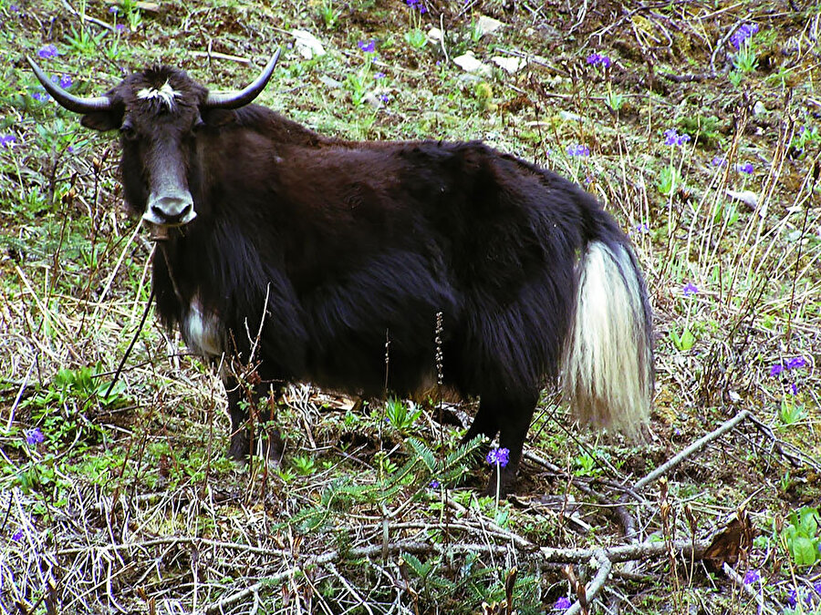DZO - Tibet sığırı ve ineğin birleşmesi
