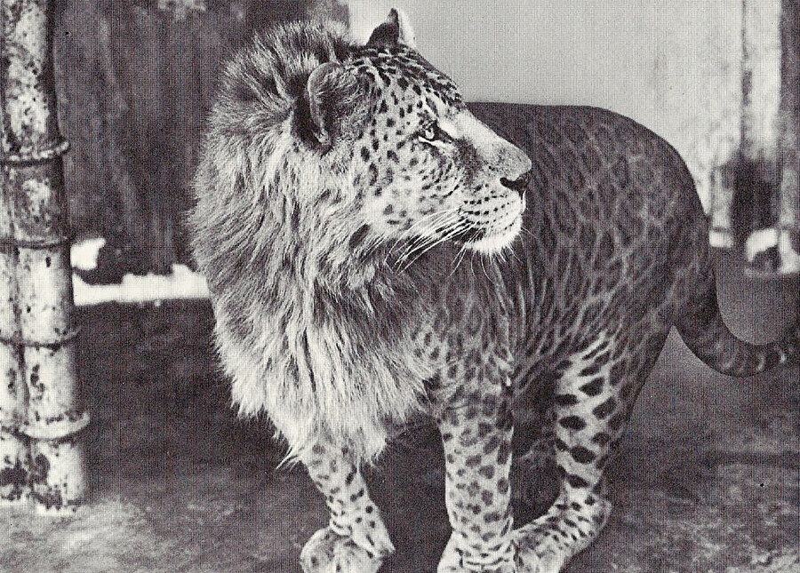 LEOPON - Erkek leopar ile dişi aslan birleşimi
