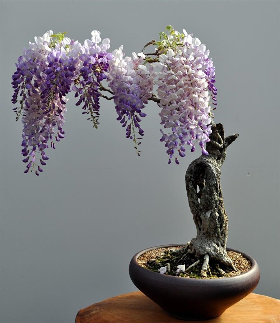 Bonsai yapmak isteyenlerin en çok yaptığı hata bonsai adayı ağaç, çalı veya bitki türünü hemen dar ve sığ bir kaba alınarak yapılmaktadır.
(Bu istenilen sonuca ulaşamama hatta bitkinin ölümüne sebep olmaktadır.)