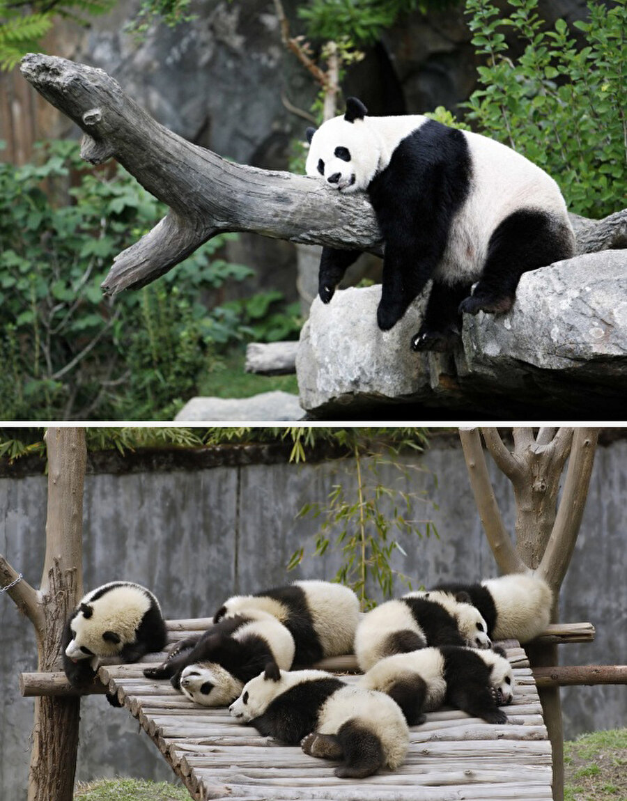Panda
Ortalama uyku süresi: Günde10 saat.
