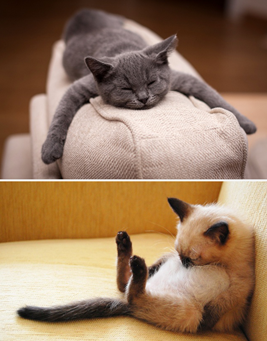 Kedi
Ortalama uyku süresi: Günde 18 saat.
 