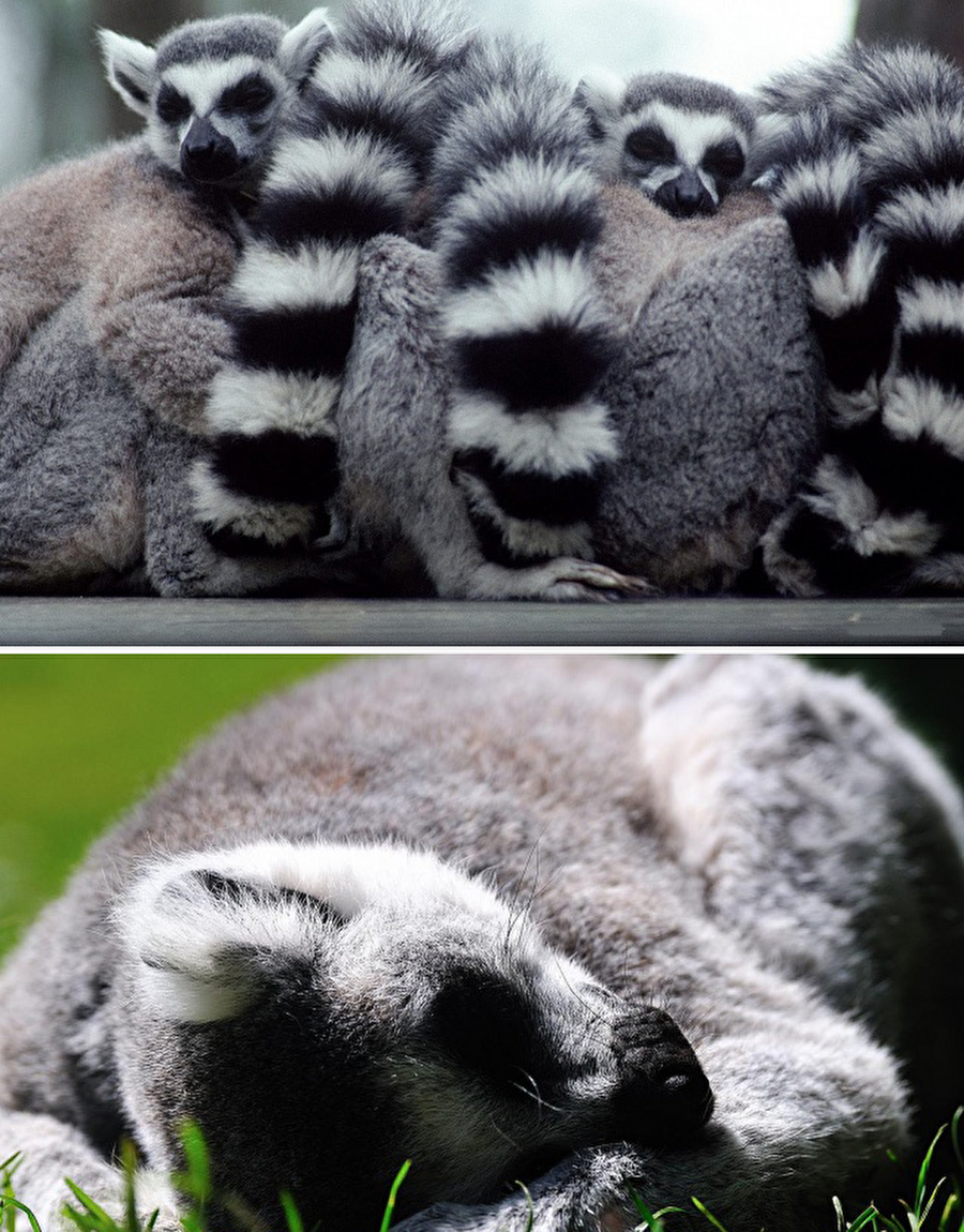 Lemur
Ortalama uyku süresi: Günde 16 saat.