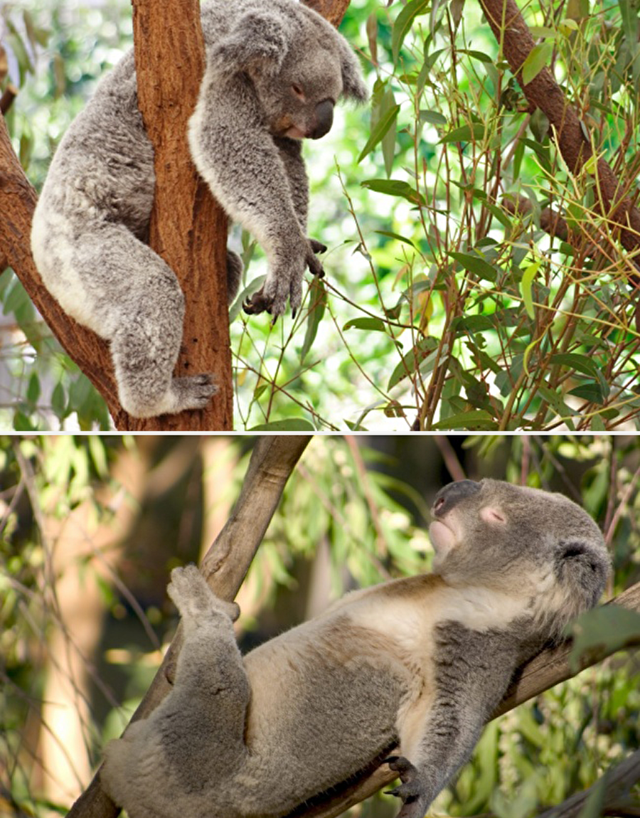 Koala
Ortalama uyku süresi: Günde 18-22 saat.