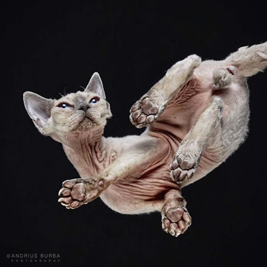 Kedi patilerine bayılanların seveceği 20 fotoğraf