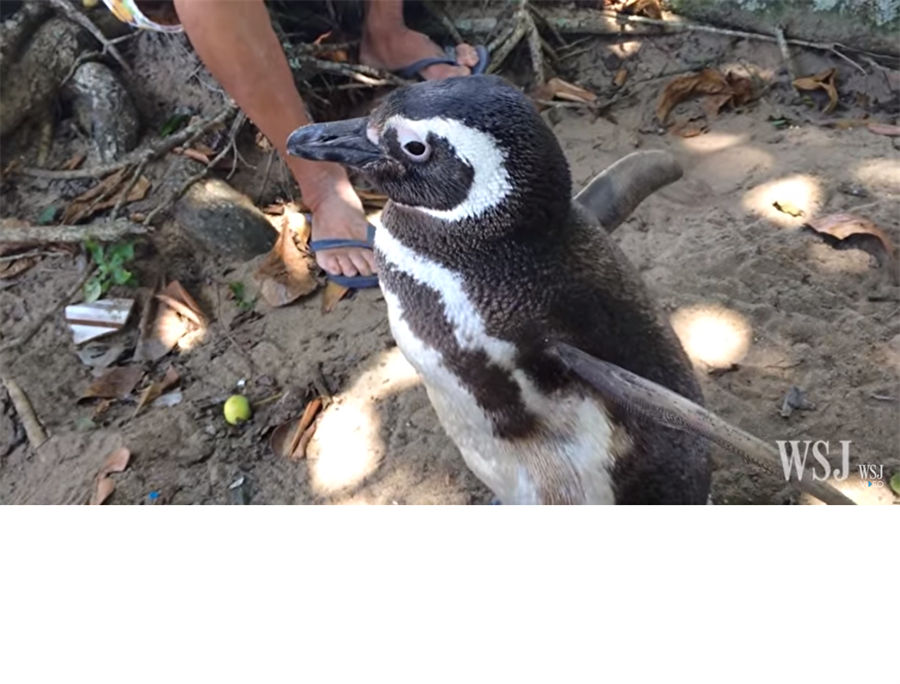 Joao Pereira, penguen Dindim’i 2011 yılında kıyıda petrole saplanmış, ölmek üzereyken bulmuş

                                    
                                
