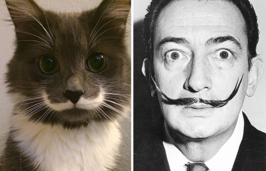 Salvador Dali
Salvador Dali, kedi olsa ancak bu kadar benzeyebilirdi