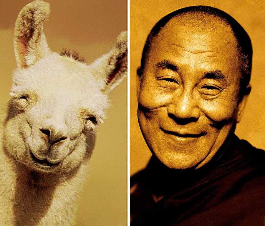 Dalai Lama
Reenkarnasyon konusunda ciddi olabilirler. Lama benzerliği bize bunu kanıtlıyor gibi