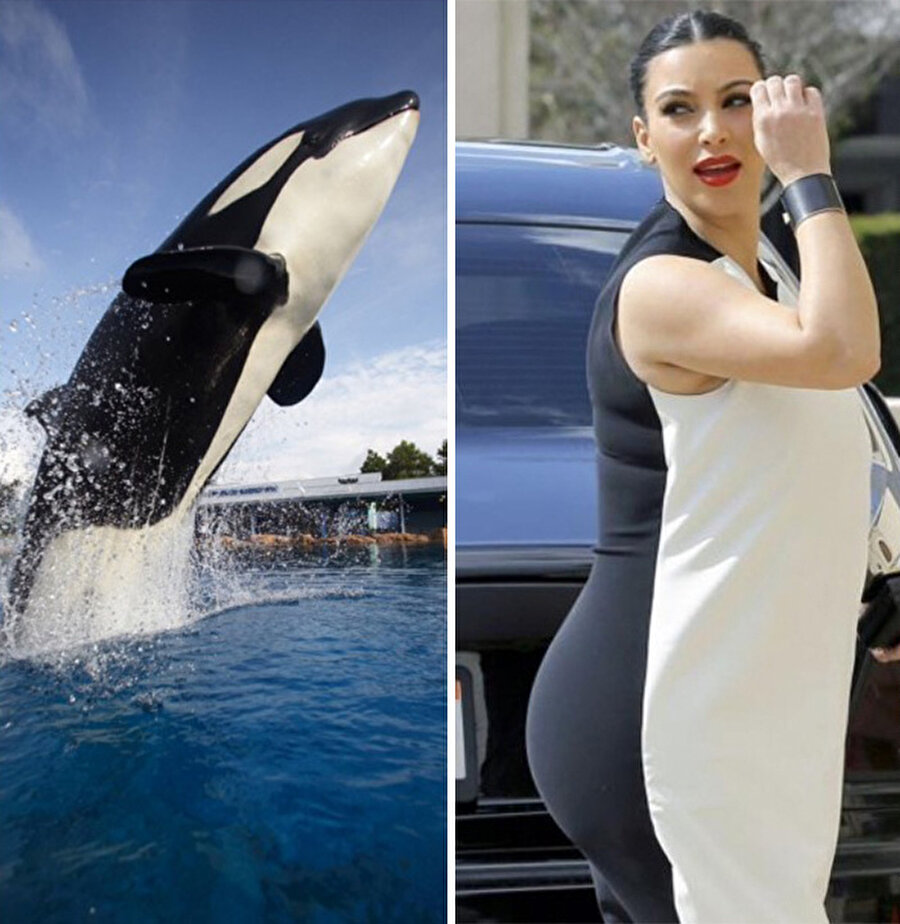 Kim Kardashian
Bu benzerlik katil balinayı bile şaşırtmış olmalı