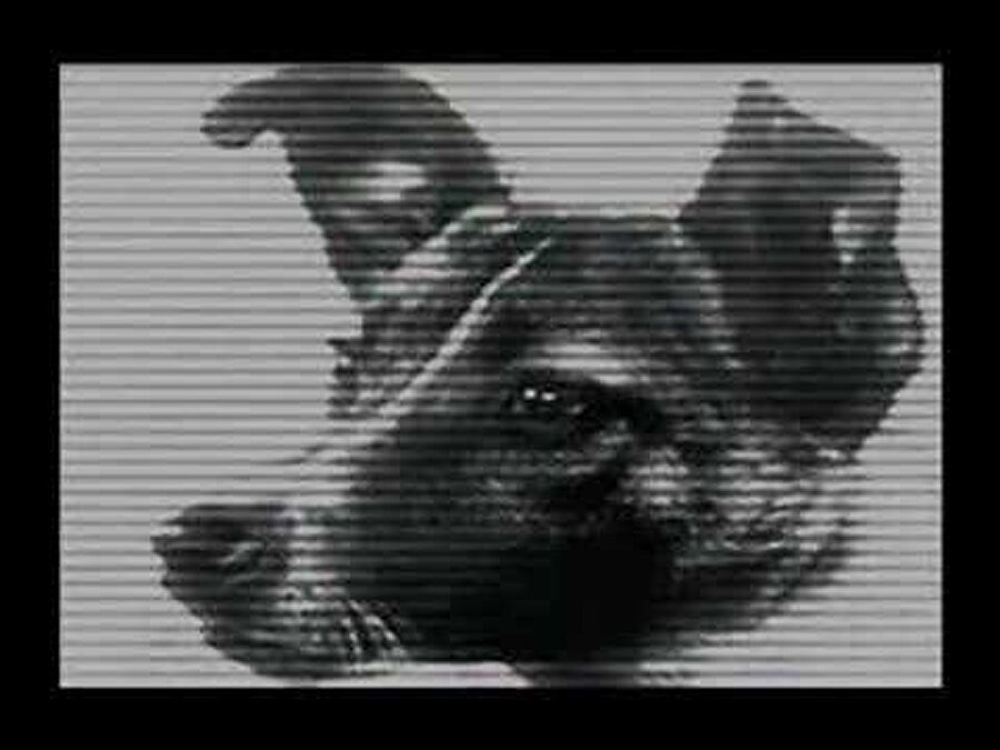 
                                    
                                    Uzay çağının başlaması köpekler için pek bir anlam ifade etmiyordu. Moskova sokaklarında gezen bir sokak köpeği dışında. Laika, elemeye girdiği iki eğitimli köpeği de geçmeyi başarmıştı. Laika'nın hayatı değişmek üzereydi, fakat Laika'nın haberi yoktu.
                                
                                