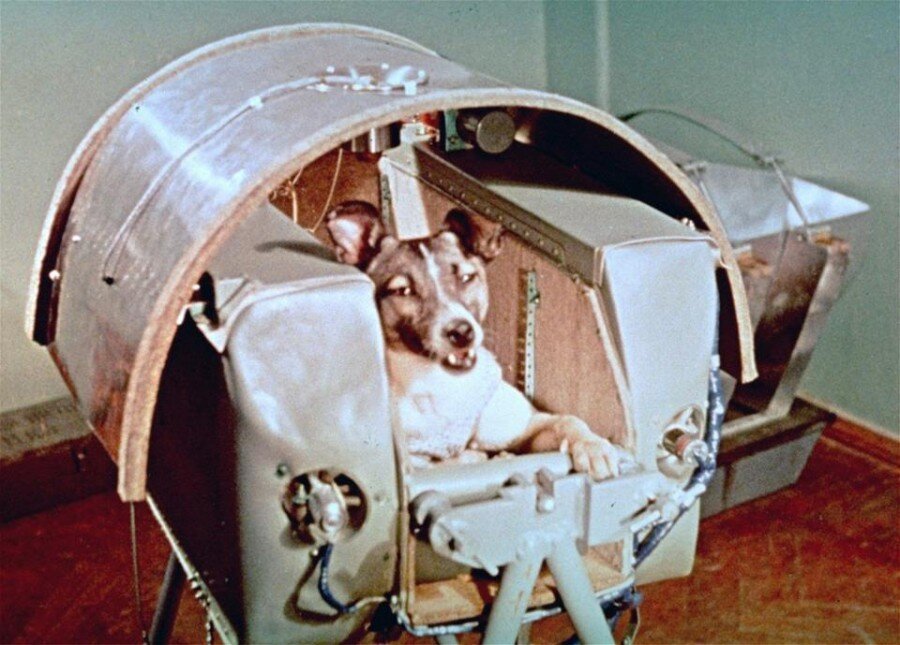 
                                    
                                    Dünya üzerinde yörüngeye oturacak ilk uydu olan Sputnik 2, ilk uydunun uzaya gönderilmesinden bir ay sonra 3 Kasım 1957'de uzaya gönderilecekti.
                                
                                
