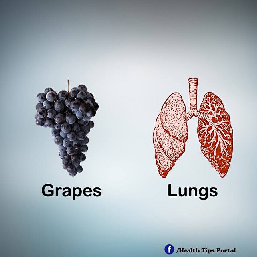 Üzüm/Akciğer

