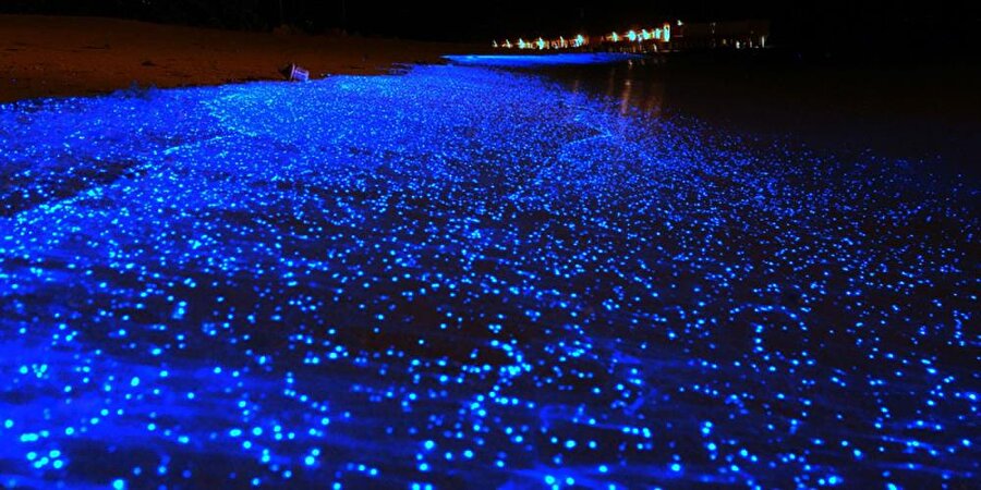 Starry Night Sky Looks Like

                                    Maldiviler'de bulunan 'Starry Night Sky Looks Like' isimli plaj özellikle hava karardığında dikkat çekiyor. Suda ve kumda bulunan küçük deniz canlıları, ay ışığının etkisiyle geceleri mavi bir renk alıyor.
                                